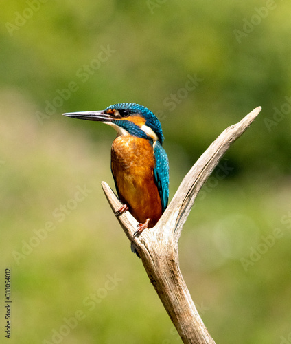 kingfisher on a branch
