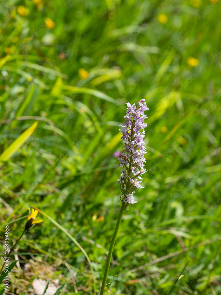 Common spotted orchid flowers ( Dactylorhiza fuchsii )