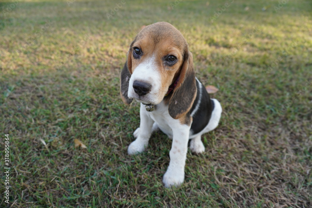 Beagle dog in the park