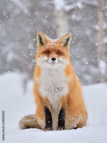 Red fox ( vulpes vulpes ) in the snowfall and natural winter environmental