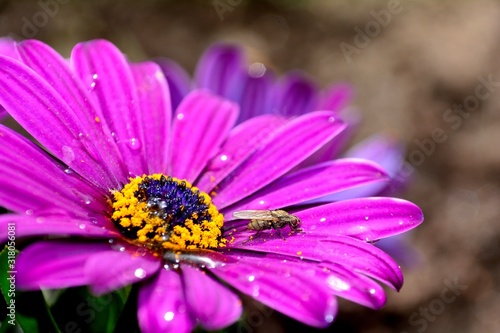 A fly sits on pink flower in nature