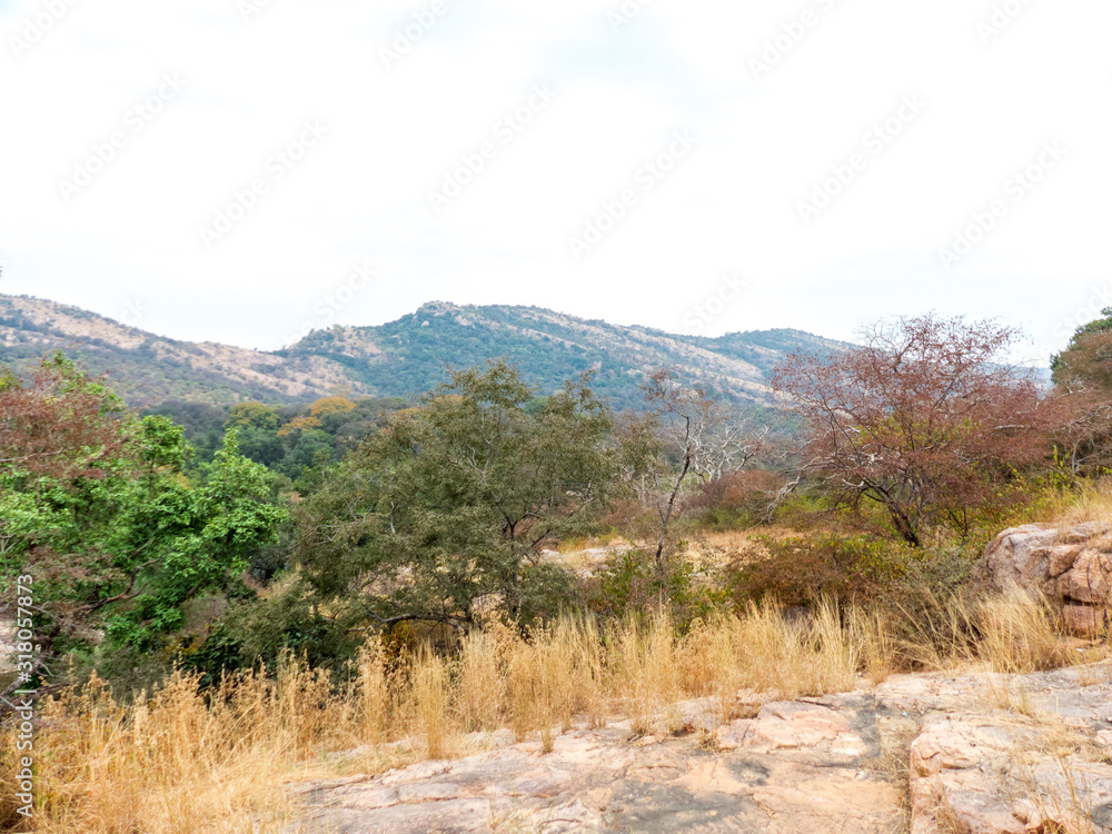Landscape in Ranthambore National Park Sawai Madhopur Rajasthan India Landscape in Ranthambore National Park Sawai Madhopur Rajasthan India