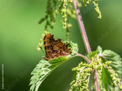 Comma Butterfly ( Polygonia c-album ) on a stinging Nettle