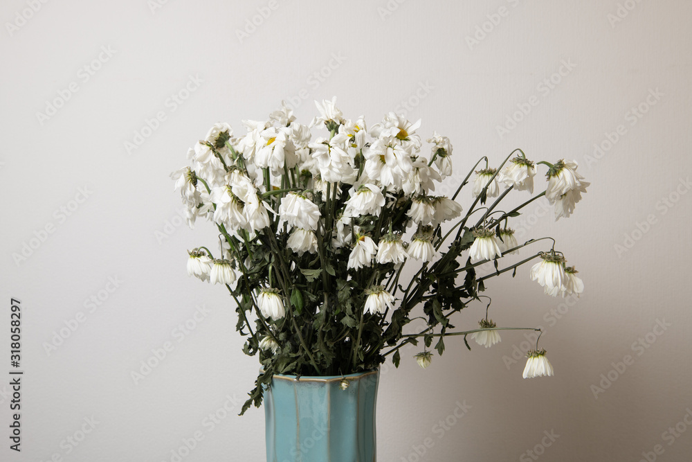 Dead plants in vase against white background. Menopause concept