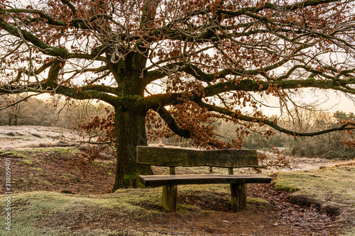 bench under a tree at winter morning