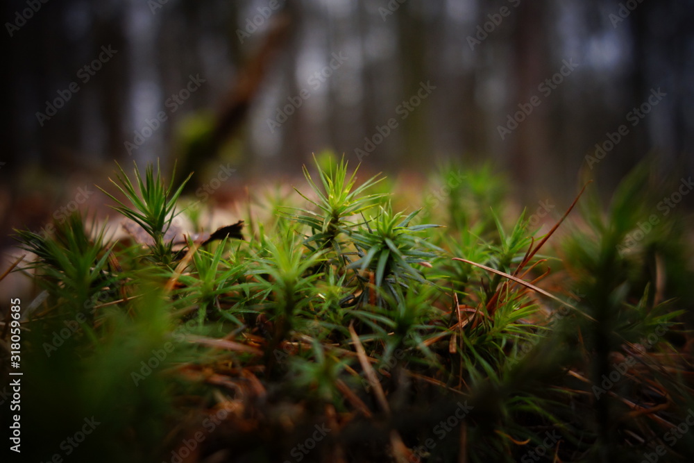 Fototapeta premium Moss