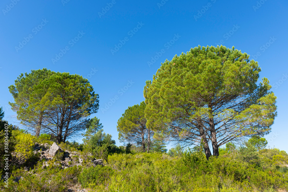 France; Hérault. occitanie. Dans la garrigue, des pins verts sous un soleil bleu d'été. In an arid landscape, green pines under a blue summer sun. France; Hérault. occitanie. Dans la garrigue, des pins verts sous un soleil bleu d'été. In an arid landscape, green pines under a blue summer sun.