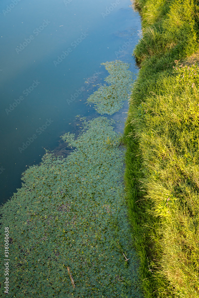 Obraz premium Ecotone littoral zone with riverplants 