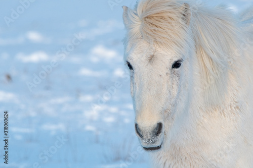 Beautiful icelandic horse on the snow ground. This animal is typical for nature of Iceland.