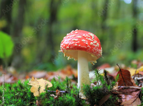 Amanita muscaria, commonly known as the fly agaric growing in the forest