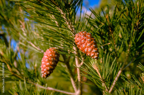 Pine cones isolated on a branch.  closeup 