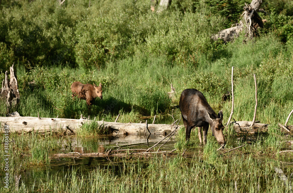 Mother and Calf Moose Grazing in Fields Mother and Calf Moose Grazing in Fields