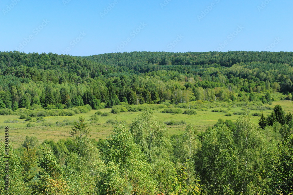 View on green forest in summer. Above view