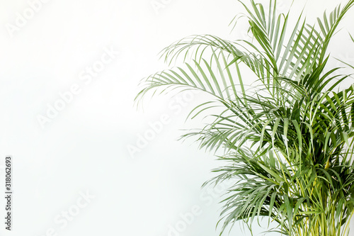 Tropical green palm leaves  branchs on white background with blank space for text. Flat lay  top view 