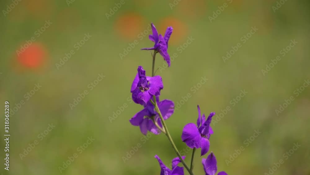 Macro shot of purple flower swaying in the wind. Blurred green grass and red flowers in the background. Macro shot of purple flower swaying in the wind. Blurred green grass and red flowers in the background.