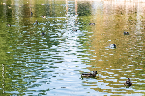 Grey duck bird swimming in a lake in summer.