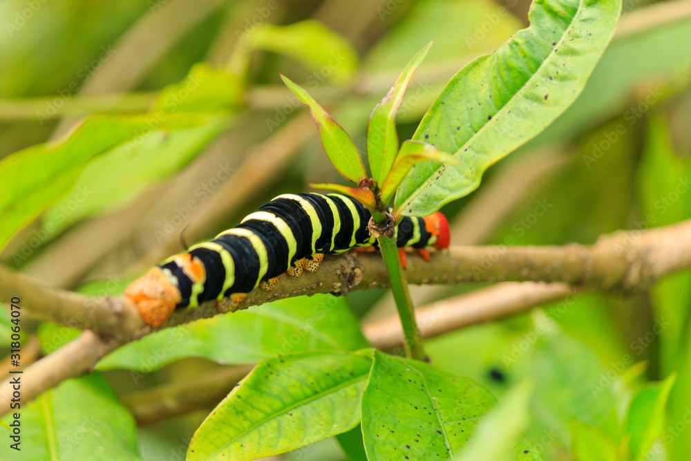 Frangipani caterpillar on a Frangipani stem at a stage in metamorphosis Frangipani caterpillar on a Frangipani stem at a stage in metamorphosis