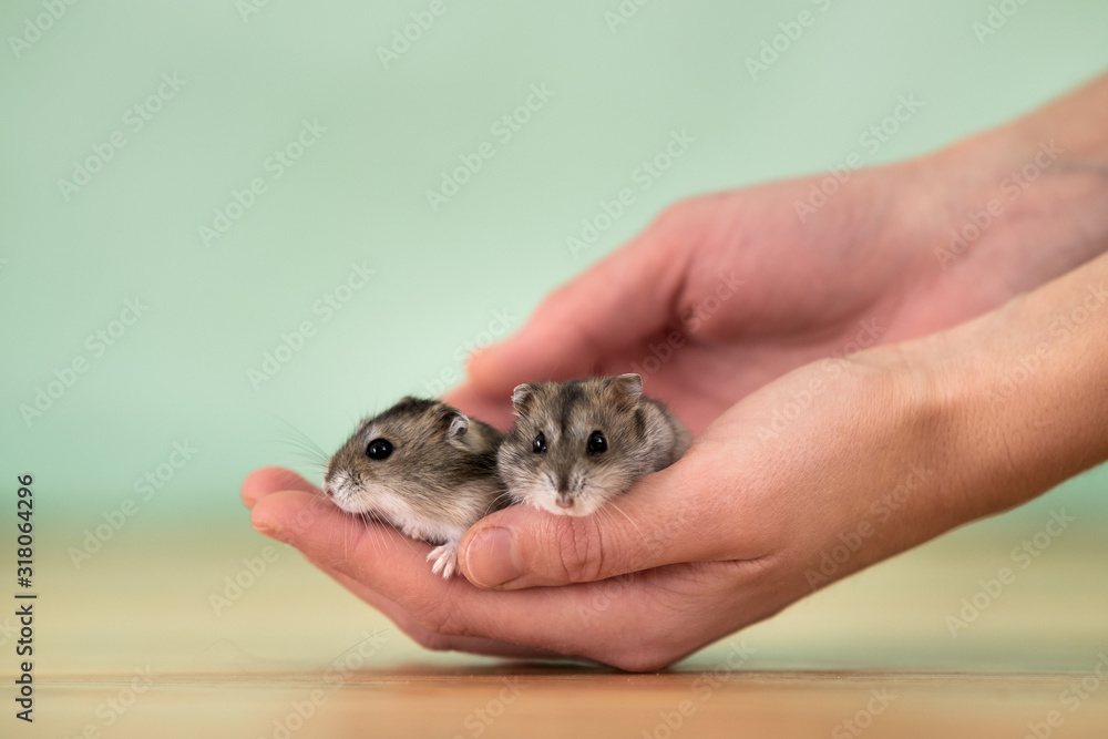 Closeup of two small funny miniature jungar hamsters sitting on a woman's hands. Fluffy and cute Dzhungar rats at home. Closeup of two small funny miniature jungar hamsters sitting on a woman's hands. Fluffy and cute Dzhungar rats at home.