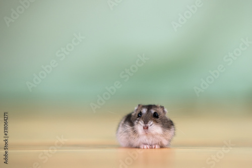 Closeup of a small funny miniature jungar hamster sitting on a floor. Fluffy and cute Dzhungar rat at home.
