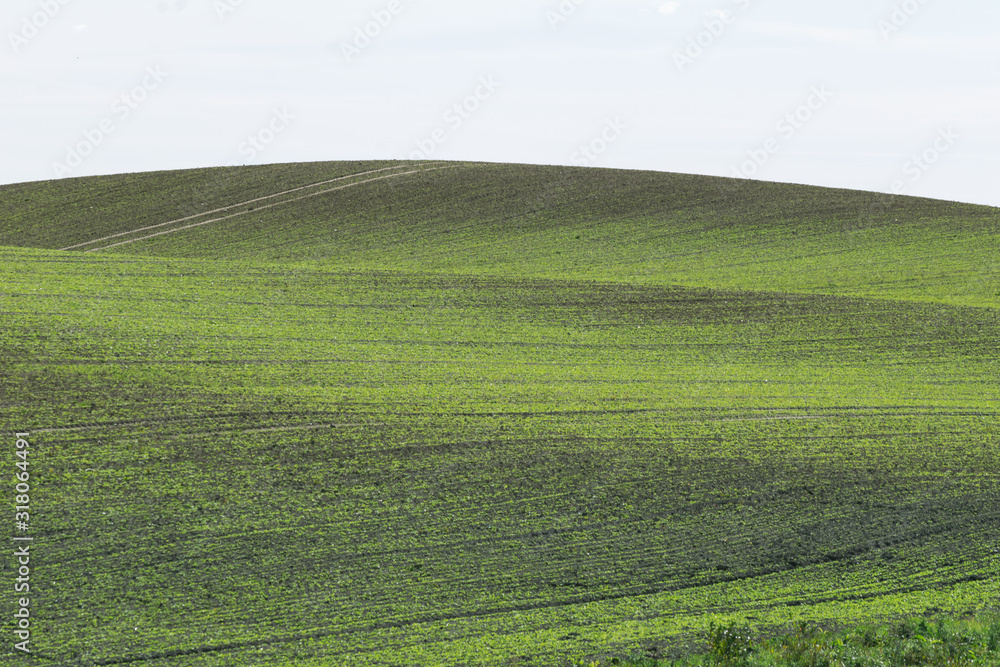 Empty rolling hill and field with empty background and white sky. BAckground image of lithuania countryside