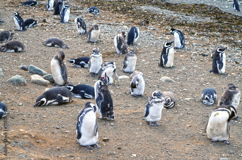Pinguinos de Isla Magdalena