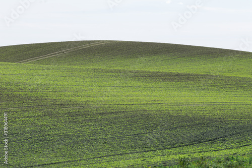 Empty rolling hill and field with empty background and white sky. BAckground image of lithuania countryside