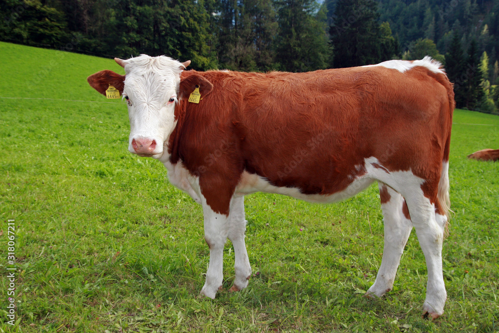 Alpen cow in Kalkspitze area, Tauern Mountains, Austria