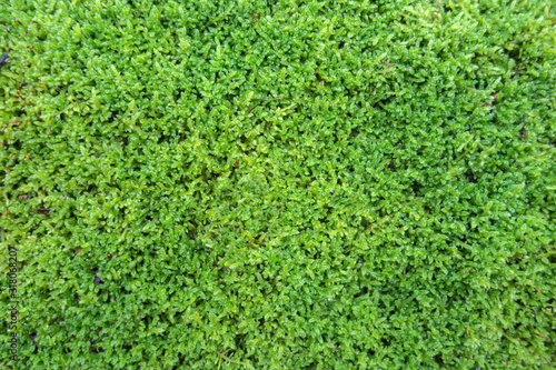 Background of green moss closeup top view