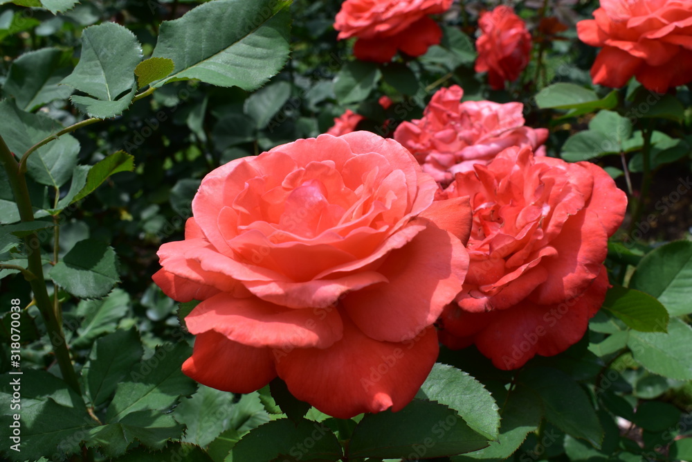 red rose in garden red rose in garden