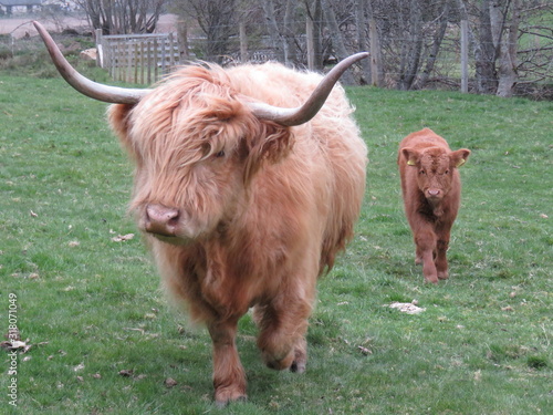 Highland cow with her calf