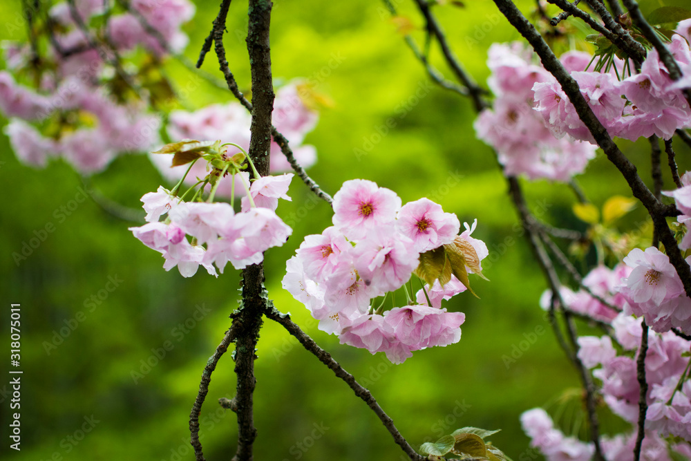 Obraz premium cherry blossom japan