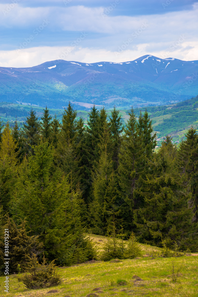 forested hills of Carpathians in spring. spruce trees on the grass covered meadow. borzhava mountain ridge with some snow on the tops in the distance. fresh weather with clouds on the sky