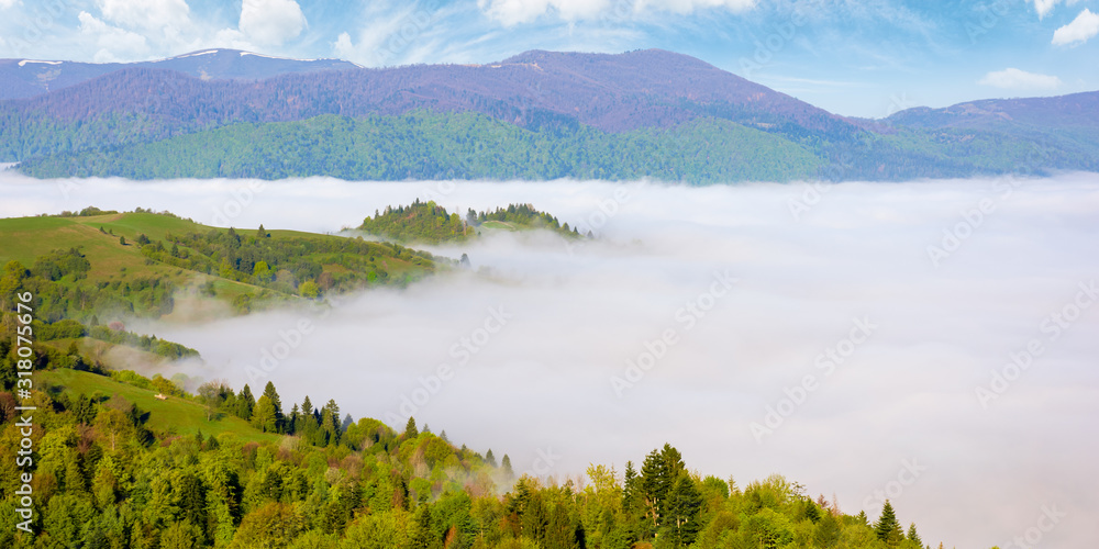 mountainous countryside in the morning. valley full of rising fog. green foliage on trees. wonderful nature scenery in springtime