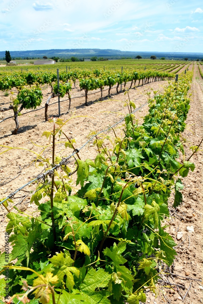 rows of vineyard in a field