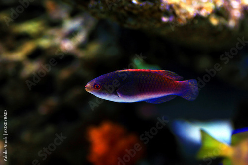 Bluehead Fairy Wrasse - (Cirrhilabrus cyanopleura)