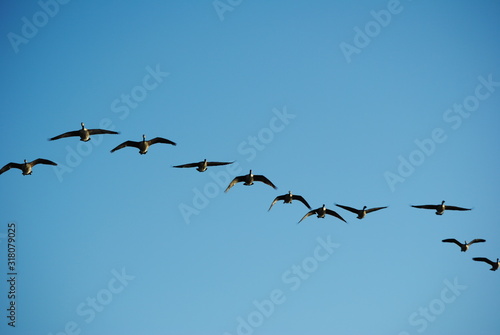 flock of birds geese flying in the sky
