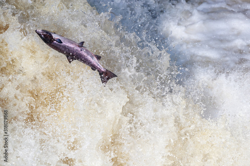 Leaping pink salmon