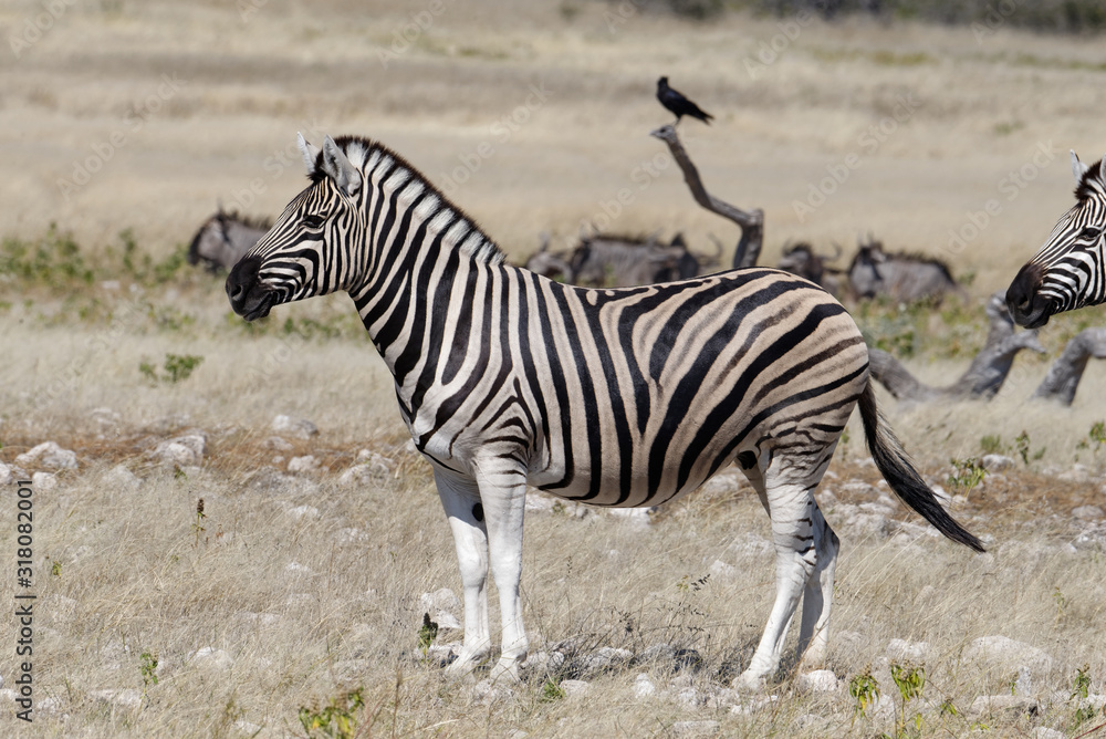 Fototapeta premium A zebra is standing on the savanna, a crow is on a stick behind