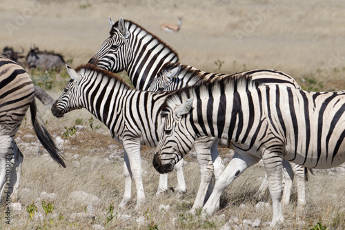 A herd of zebra look across the plains