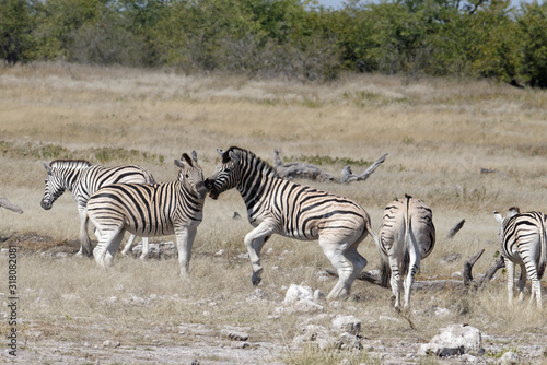 Zebra are nuzzling each other