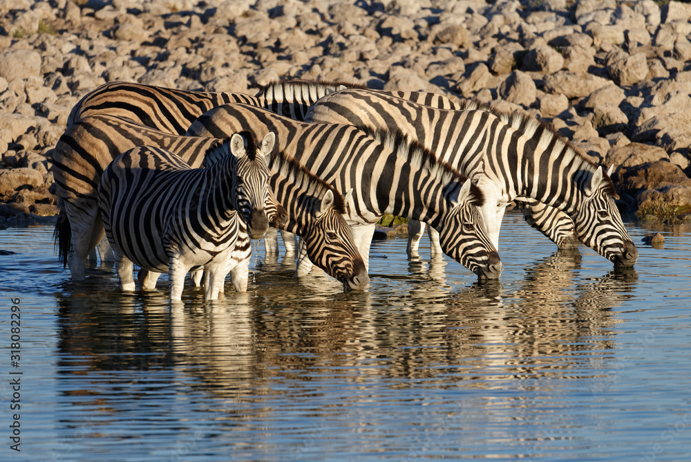 Zebras in a line drinking at a water hole Zebras in a line drinking at a water hole