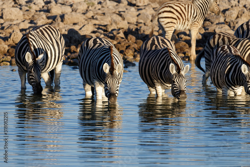 Zebras are enjoying a drink  knee deep in water at a water hole