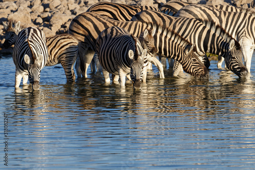 Zebras enjoy cooling down and drinking at a waterhole