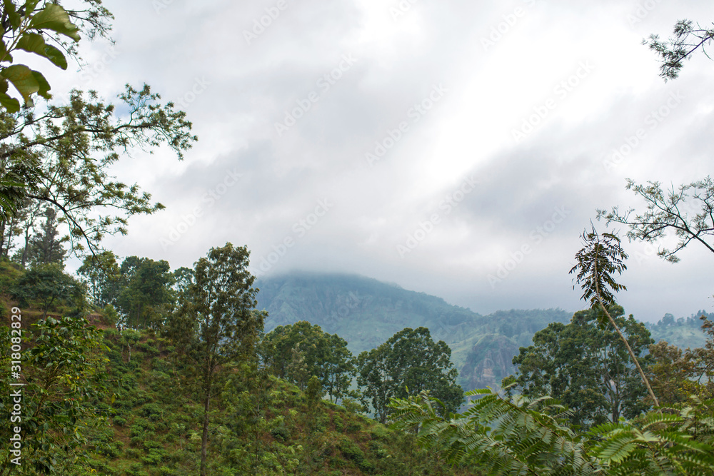 Mountain landscape, green slopes. Beauty of mountains. Little Adam peak, mountain in the fog view from the jungle