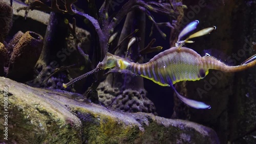 Weedy seadragon (Phyllopteryx taeniolatus) swims in a saltwater aquarium, USA photo