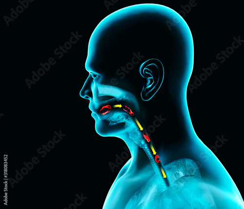 Disorders of swallowing, dysphagia. Pharyngeal and esophageal dysphagia. Oral phase. The path of food, the act of swallowing. Person ia x-ray, 3d render. Human anatomy photo