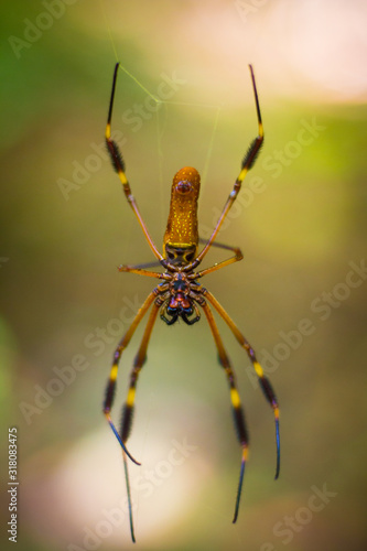 yellow spider on web