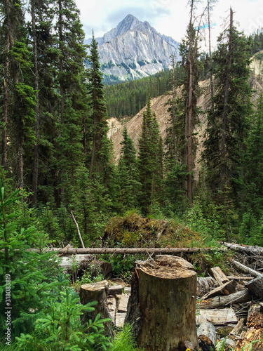 Mountain through Trees
