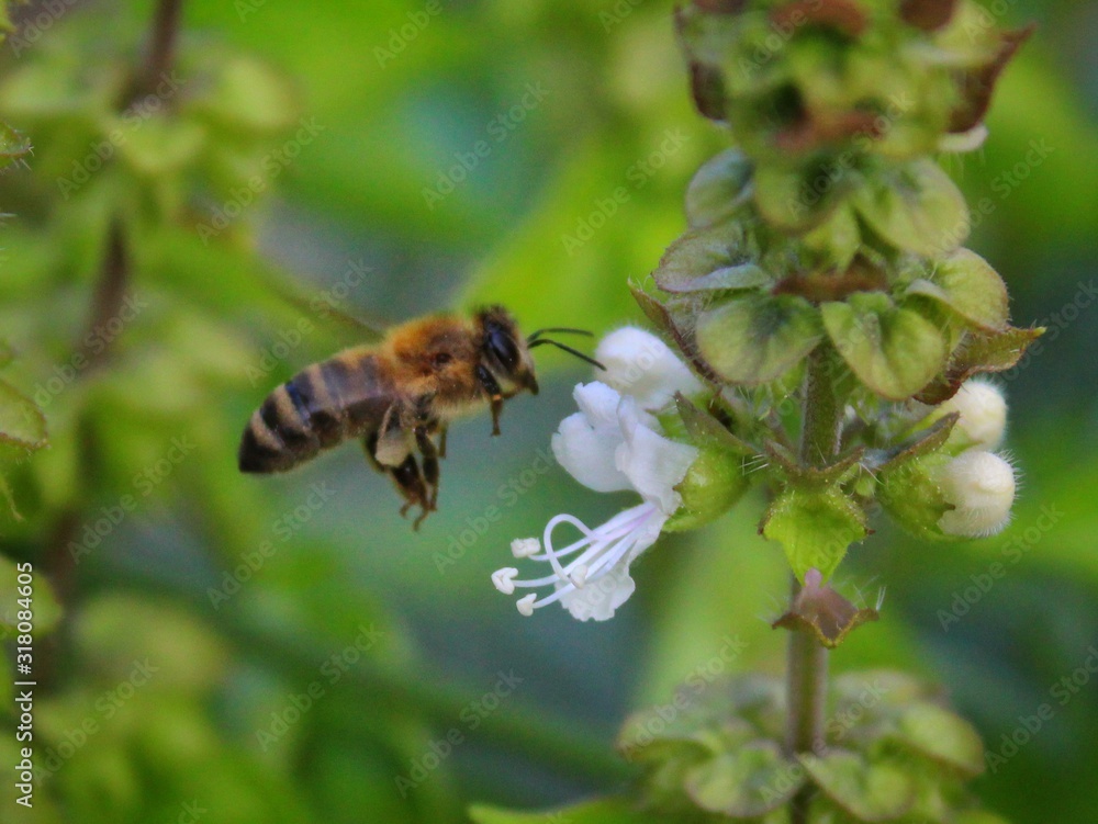 bee on flower bee on flower