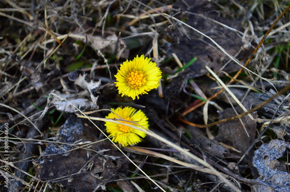 flower in field